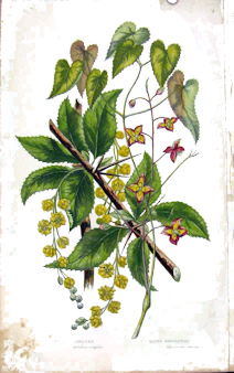 barberry-old