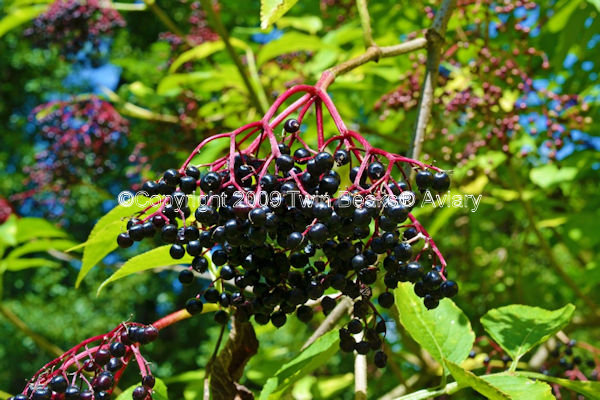 elderberry