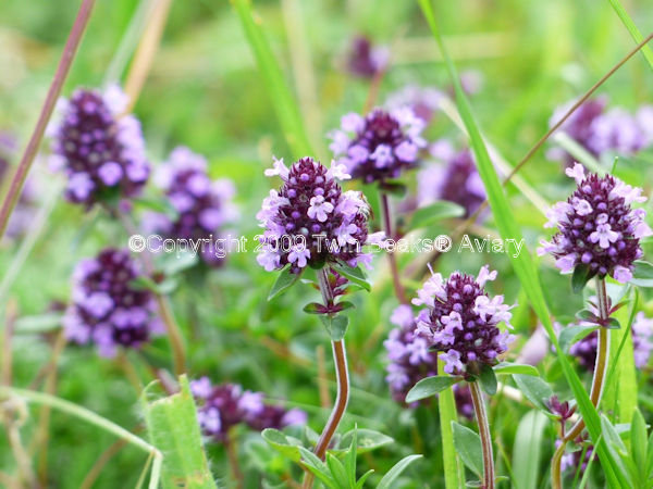 lavender