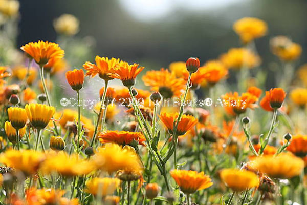 Calendula