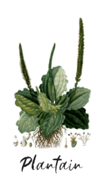 plantain