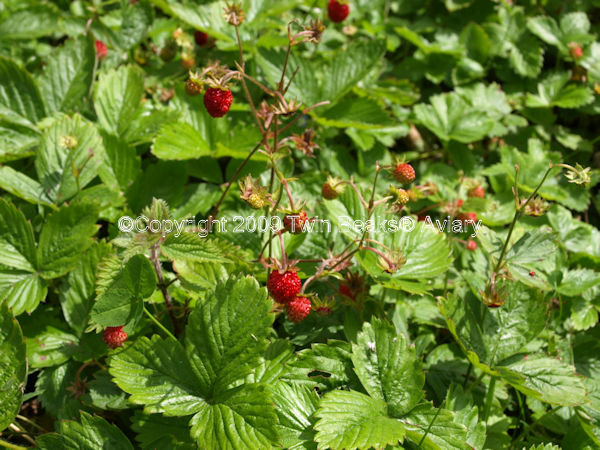 strawberry